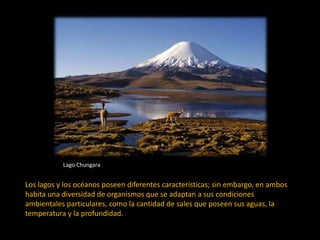 Lago Chungara
Los lagos y los océanos poseen diferentes características; sin embargo, en ambos
habita una diversidad de organismos que se adaptan a sus condiciones
ambientales particulares, como la cantidad de sales que poseen sus aguas, la
temperatura y la profundidad.
 