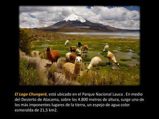 El Lago Chungará, está ubicado en el Parque Nacional Lauca . En medio
del Desierto de Atacama, sobre los 4.800 metros de altura, surge uno de
los más imponentes lugares de la tierra, un espejo de agua color
esmeralda de 21,5 km2.
 