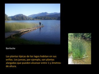 Las plantas típicas de los lagos habitan en sus
orillas. Los juncos, por ejemplo, son plantas
alargadas que pueden alcanzar entre 1 y 2metros
de altura.
Bariloche
 