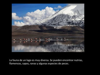 La fauna de un lago es muy diversa. Se pueden encontrar nutrias,
flamencos, sapos, ranas y algunas especies de peces.
 