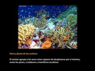 Flora y fauna de los océanos
El necton agrupa a los seres vivos capaces de desplazarse por sí mismos,
como los peces, crustáceos y mamíferos acuáticos.
 