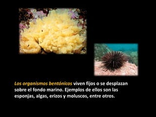Los organismos bentónicos viven fijos o se desplazan
sobre el fondo marino. Ejemplos de ellos son las
esponjas, algas, erizos y moluscos, entre otros.
 
