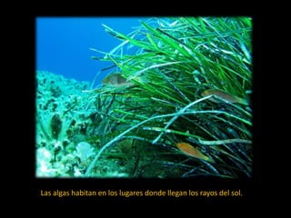 Las algas habitan en los lugares donde llegan los rayos del sol.
 