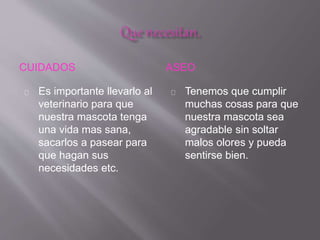 CUIDADOS ASEO
Es importante llevarlo al
veterinario para que
nuestra mascota tenga
una vida mas sana,
sacarlos a pasear para
que hagan sus
necesidades etc.
Tenemos que cumplir
muchas cosas para que
nuestra mascota sea
agradable sin soltar
malos olores y pueda
sentirse bien.