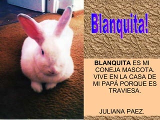 Blanquita! BLANQUITA  ES MI CONEJA MASCOTA. VIVE EN LA CASA DE MI PAPÁ PORQUE ES TRAVIESA. JULIANA PAEZ. 