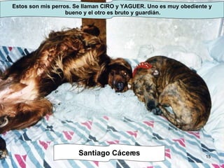 Estos son mis perros. Se llaman CIRO y YAGUER. Uno es muy obediente y bueno y el otro es bruto y guardián. Santiago Cáceres 