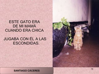 ESTE GATO ERA  DE MI MAMÁ  CUANDO ERA CHICA  JUGABA CON ÉL A LAS ESCONDIDAS.  SANTIAGO CÁCERES 