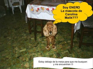 Estoy debajo de la mesa para que me busquen  y me encuentren   Soy ENERO La mascota de Carolina Malik??? 