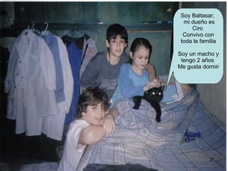 Soy Baltasar,  mi dueño es Ciro  Convivo con toda la familia Soy un macho y tengo 2 años  Me gusta dormir 