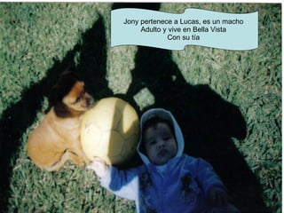 Jony pertenece a Lucas, es un macho  Adulto y vive en Bella Vista  Con su tía  