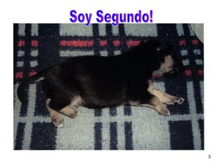 Soy Segundo! 