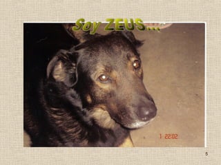 Soy ZEUS... 