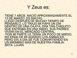 Y Zeus es: TIENE 7 AÑOS. NACIÓ APROXIMADAMENTE EL 13 DE MARZO. ES MACHO.  LLEGÓ DESPUÉS DE MUCHO TIEMPO DE PENSARLO. LO TRAJO MI PAPÁ UN DÍA DENTRO DE UNA CAJITA, ERA TAN CHIQUITO QUE ENTRABA EN UNA MANO. SUS PADRES VIVÍAN EN EL MERCADO CENTRAL.   POR MI PARTE LE TENÍA UN POCO DE MIEDO, NO ERAN DE MI AGRADO LOS ANIMALES. PERO DÍA A DÍA SE FUE CONVIRTIENDO EN UN MIEMBRO MÁS DE NUESTRA FAMILIA. SRTA. LUJÁN  