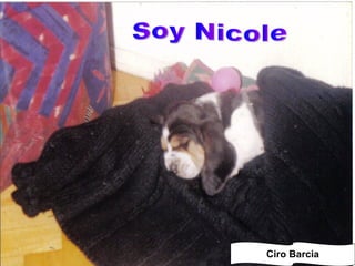 Ciro Barcia Soy Nicole 