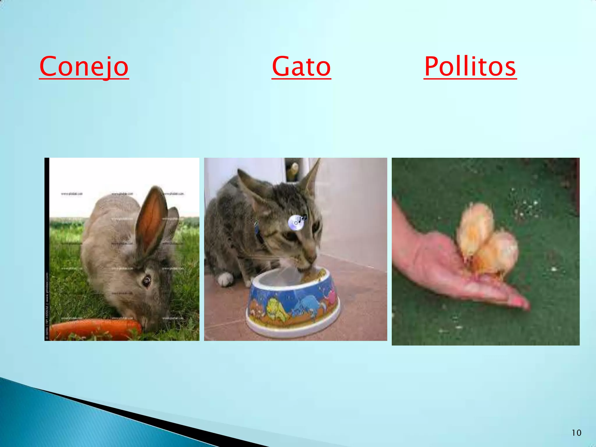 Se pueden clasificar en animales salvajes y animales domésticosComo se Clasifican6