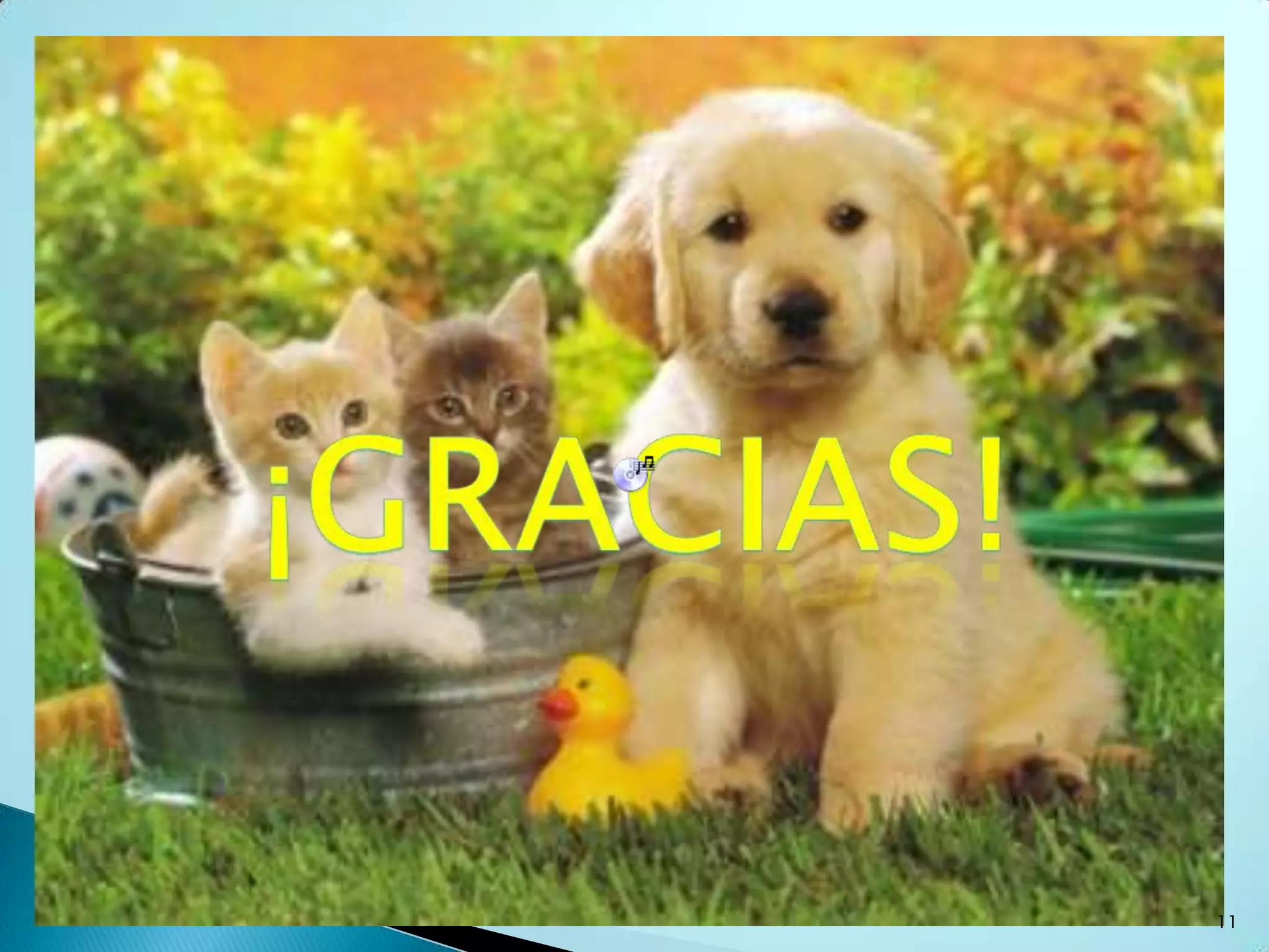 El Perro, El Gato, El Pájaro, El Conejo....El Mejor Animal Domestico7