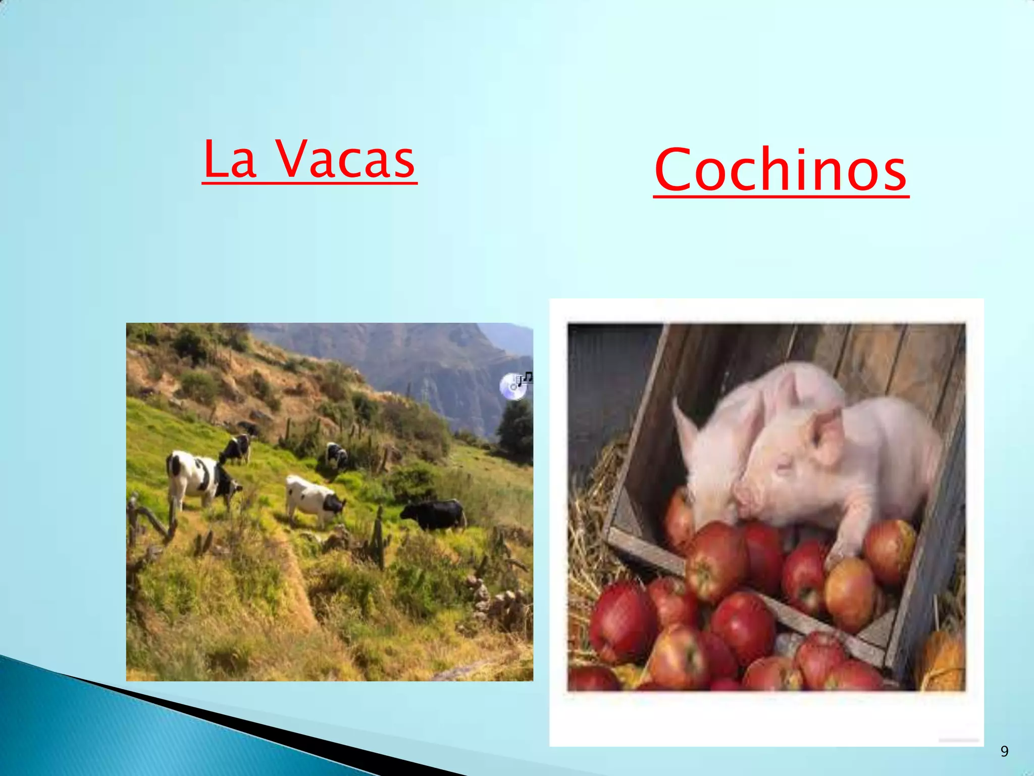 Son aquellos que viven con el ser humano y están domesticados.Los Animales Domésticos5