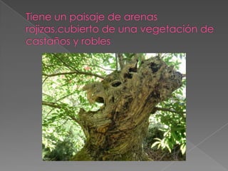 LAS MÉDULAS EN EL BIERZO