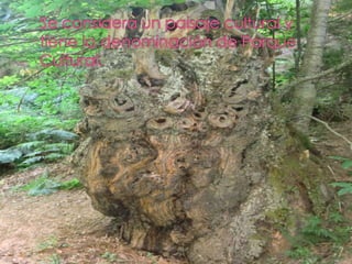 LAS MÉDULAS EN EL BIERZO