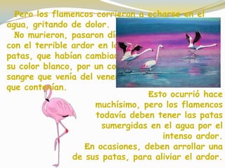Pero los flamencos corrieron a echarse en el
agua, gritando de dolor.
No murieron, pasaron días
con el terrible ardor en las
patas, que habían cambiado
su color blanco, por un color
sangre que venía del veneno
que contenían.
Esto ocurrió hace
muchísimo, pero los flamencos
todavía deben tener las patas
sumergidas en el agua por el
intenso ardor.
En ocasiones, deben arrollar una
de sus patas, para aliviar el ardor.
 