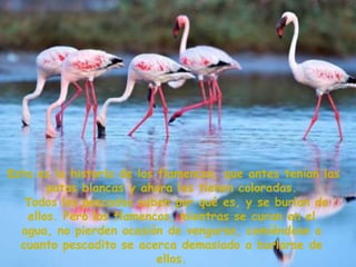 Esta es la historia de los flamencos, que antes tenían las
patas blancas y ahora las tienen coloradas.
Todos los pescados saben por qué es, y se burlan de
ellos. Pero los flamencos, mientras se curan en el
agua, no pierden ocasión de vengarse, comiéndose a
cuanto pescadito se acerca demasiado a burlarse de
ellos.
 