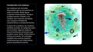 Introducción a las medusas
Las medusas son animales
fascinantes que se encuentran en
todo el mundo, desde aguas
tropicales hasta polares. Aunque
pueden parecer simples y sin
cerebro, son criaturas complejas
con una gran variedad de
características y comportamientos.
A pesar de su belleza, las medusas
también pueden ser peligrosas para
los humanos. Algunas especies
tienen tentáculos venenosos que
pueden causar dolor, inflamación e
incluso la muerte. Sin embargo,
también hay muchas especies
inofensivas que son importantes
para el ecosistema marino.
 
