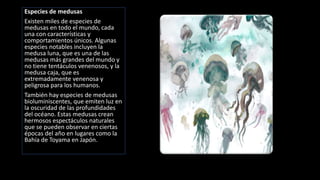Especies de medusas
Existen miles de especies de
medusas en todo el mundo, cada
una con características y
comportamientos únicos. Algunas
especies notables incluyen la
medusa luna, que es una de las
medusas más grandes del mundo y
no tiene tentáculos venenosos, y la
medusa caja, que es
extremadamente venenosa y
peligrosa para los humanos.
También hay especies de medusas
bioluminiscentes, que emiten luz en
la oscuridad de las profundidades
del océano. Estas medusas crean
hermosos espectáculos naturales
que se pueden observar en ciertas
épocas del año en lugares como la
Bahía de Toyama en Japón.
 