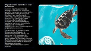 Importancia de las medusas en el
ecosistema
Aunque algunas especies de
medusas pueden ser peligrosas
para los humanos, son importantes
para el ecosistema marino. Las
medusas son una fuente de
alimento para muchos animales
marinos, incluyendo tortugas
marinas, atunes y ballenas.
Además, las medusas también
ayudan a mantener el equilibrio
ecológico al controlar las
poblaciones de zooplancton y otros
organismos pequeños.
Sin embargo, el aumento de la
temperatura del agua y la
sobrepesca pueden llevar a un
aumento en la población de
medusas, lo que puede tener
efectos negativos en el ecosistema.
Por lo tanto, es importante estudiar
y comprender mejor las medusas
para poder proteger
adecuadamente el ecosistema
marino.
 