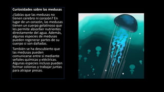 Curiosidades sobre las medusas
¿Sabías que las medusas no
tienen cerebro ni corazón? En
lugar de un corazón, las medusas
tienen un cuerpo gelatinoso que
les permite absorber nutrientes
directamente del agua. Además,
algunas especies de medusas
pueden regenerar partes de su
cuerpo si son dañadas.
También se ha descubierto que
las medusas pueden
comunicarse entre sí mediante
señales químicas y eléctricas.
Algunas especies incluso pueden
formar colonias y trabajar juntas
para atrapar presas.
 