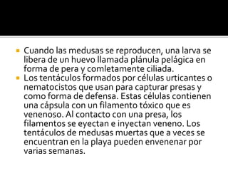 Cuando las medusas se reproducen, una larva se libera de un huevo llamada plánula pelágica en forma de pera y comletamente ciliada. Los tentáculos formados por células urticantes o nematocistos que usan para capturar presas y como forma de defensa. Estas células contienen una cápsula con un filamento tóxico que es venenoso. Al contacto con una presa, los filamentos se eyectan e inyectan veneno. Los tentáculos de medusas muertas que a veces se encuentran en la playa pueden envenenar por varias semanas.