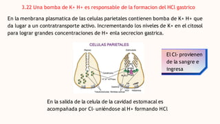 En la salida de la celula de la cavidad estomacal es
acompañada por Cl- uniéndose al H+ formando HCl
3.22 Una bomba de K+ ...