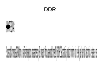 DDR
●CARACTERISTICAS:
SucesoradelamemoriaSDRAM,tieneundiseñosimilarperoconunasólamuescay184contactos.Ofreceunavelocidadentre200y600MHZ.Secaracterizaporutilizarunmismocicloderelojparahacerdosintercambiosdedatosalavez.
 