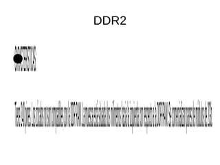 DDR2
●CARACTERISTICAS:
Tiene240pines.LoszócalosnosoncompatiblesconlaDDRRAM.LamuescaestásituadadosmilímetroshacialaizquierdaconrespectoalaDDRRAM.Secomercializanparesdemódulosde2Gb.
 