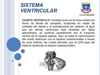 SISTEMA
VENTRICULAR
CUARTO VENTRICULO: Cavidad única en la línea media con

forma de tienda de campaña, localizada en medio de
cerebelo por detrás y la protuberancia por delante, al igual
que los demás ventrículos esta revestido por tejido
ependimario, se continúa caudalmente con el conducto
central de la medula espinal. Aquí se halla la comunicación
del cuarto ventrículo con el espacio subaracnoideo a través
de unos orificios, los cuales permiten que el LCR pase del
sistema ventricular al espacio subaracnoideo.

 