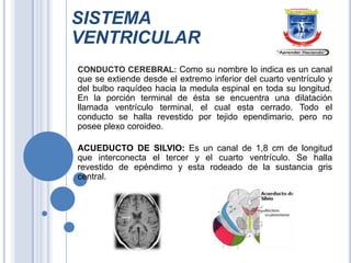 SISTEMA
VENTRICULAR
CONDUCTO CEREBRAL: Como su nombre lo indica es un canal

que se extiende desde el extremo inferior del cuarto ventrículo y
del bulbo raquídeo hacia la medula espinal en toda su longitud.
En la porción terminal de ésta se encuentra una dilatación
llamada ventrículo terminal, el cual esta cerrado. Todo el
conducto se halla revestido por tejido ependimario, pero no
posee plexo coroideo.
ACUEDUCTO DE SILVIO: Es un canal de 1,8 cm de longitud
que interconecta el tercer y el cuarto ventrículo. Se halla
revestido de epéndimo y esta rodeado de la sustancia gris
central.

 