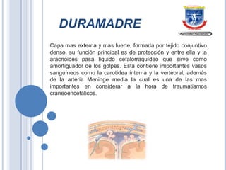 DURAMADRE
Capa mas externa y mas fuerte, formada por tejido conjuntivo
denso, su función principal es de protección y entre ella y la
aracnoides pasa liquido cefalorraquídeo que sirve como
amortiguador de los golpes. Esta contiene importantes vasos
sanguíneos como la carotidea interna y la vertebral, además
de la arteria Meninge media la cual es una de las mas
importantes en considerar a la hora de traumatismos
craneoencefálicos.

 