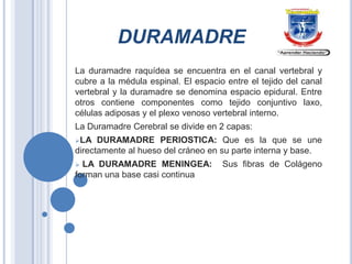 DURAMADRE
La duramadre raquídea se encuentra en el canal vertebral y
cubre a la médula espinal. El espacio entre el tejido del canal
vertebral y la duramadre se denomina espacio epidural. Entre
otros contiene componentes como tejido conjuntivo laxo,
células adiposas y el plexo venoso vertebral interno.
La Duramadre Cerebral se divide en 2 capas:
LA

DURAMADRE PERIOSTICA: Que es la que se une
directamente al hueso del cráneo en su parte interna y base.
LA DURAMADRE MENINGEA:
forman una base casi continua


Sus fibras de Colágeno

 