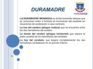 DURAMADRE
LA DURAMADRE MENINGEA se divide formando tabique que
se comunican entre si limitado el movimiento del cerebelo en
situaciones de aceleración o caso contrario.
La hoz del cerebro (pliegue vertical) que se encuentra entre
los dos hemisferios del cerebro
La tienda del cerebro (pliegue horizontal) que separa la
parte occipital de los hemisferios del cerebelo
La hoz del cerebelo, que separa completamente los dos
hemisferios cerebelosos en su porción inferior.

 