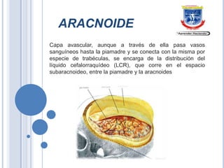 ARACNOIDE
Capa avascular, aunque a través de ella pasa vasos
sanguíneos hasta la piamadre y se conecta con la misma por
especie de trabéculas, se encarga de la distribución del
líquido cefalorraquídeo (LCR), que corre en el espacio
subaracnoideo, entre la piamadre y la aracnoides

 