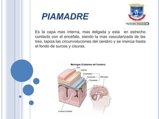 PIAMADRE
Es la capa mas interna, mas delgada y esta en estrecho
contacto con el encéfalo, siendo la mas vascularizada de las
tres, tapiza las circunvoluciones del cerebro y se insinúa hasta
el fondo de surcos y cisuras.

 