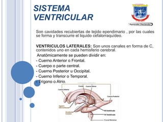 SISTEMA
VENTRICULAR
Son cavidades recubiertas de tejido ependimario , por las cuales
se forma y transcurre el liquido cefalorraquídeo.
VENTRICULOS LATERALES: Son unos canales en forma de C,
contenidos uno en cada hemisferio cerebral.
Anatómicamente se pueden dividir en:
- Cuerno Anterior o Frontal.
- Cuerpo o parte central.
- Cuerno Posterior u Occipital.
- Cuerno Inferior o Temporal.
- Trígono o Atrio.

 