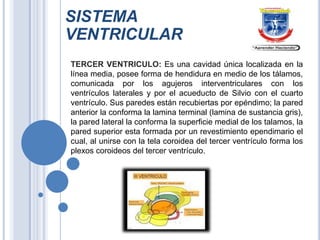SISTEMA
VENTRICULAR
TERCER VENTRICULO: Es una cavidad única localizada en la
línea media, posee forma de hendidura en medio de los tálamos,
comunicada por los agujeros interventriculares con los
ventrículos laterales y por el acueducto de Silvio con el cuarto
ventrículo. Sus paredes están recubiertas por epéndimo; la pared
anterior la conforma la lamina terminal (lamina de sustancia gris),
la pared lateral la conforma la superficie medial de los talamos, la
pared superior esta formada por un revestimiento ependimario el
cual, al unirse con la tela coroidea del tercer ventrículo forma los
plexos coroideos del tercer ventrículo.

 