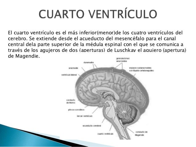 cuarto ventriculo las meninges rb cuarto ventriculo las meninges rb
