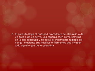  El parasito llega al huésped procedente de otro niño o de
  un gato o de un perro. Las esporas caen como semillas
  en la piel cabelluda y se inicia el crecimiento radiado del
  hongo mediante sus micelios o filamentos que invaden
  todo aquello que tiene queratina
 