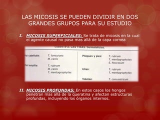 LAS MICOSIS SE PUEDEN DIVIDIR EN DOS
   GRANDES GRUPOS PARA SU ESTUDIO

I. MICOSIS SUPERFICIALES: Se trata de micosis en la cual
   el agente causal no pasa mas allá de la capa cornea




II. MICOSIS PROFUNDAS: En estos casos los hongos
    penetran mas allá de la queratina y afectan estructuras
    profundas, incluyendo los órganos internos.
 