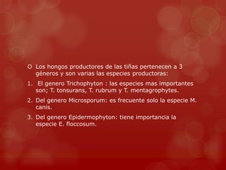  Los hongos productores de las tiñas pertenecen a 3
  géneros y son varias las especies productoras:
1. El genero Trichophyton : las especies mas importantes
   son; T. tonsurans, T. rubrum y T. mentagrophytes.
2. Del genero Microsporum: es frecuente solo la especie M.
   canis.
3. Del genero Epidermophyton: tiene importancia la
   especie E. floccosum.
 