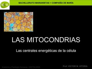 LAS MITOCONDRIAS Las centrales energéticas de la célula 
