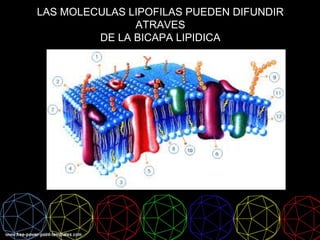 LAS MOLECULAS LIPOFILAS PUEDEN DIFUNDIR
ATRAVES
DE LA BICAPA LIPIDICA
 