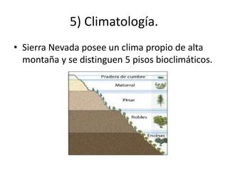 5) Climatología.
• Sierra Nevada posee un clima propio de alta
montaña y se distinguen 5 pisos bioclimáticos.
 