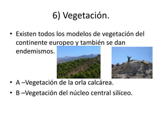 6) Vegetación.
• Existen todos los modelos de vegetación del
continente europeo y también se dan
endemismos.
• A –Vegetación de la orla calcárea.
• B –Vegetación del núcleo central silíceo.
 